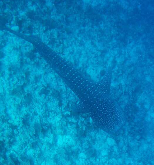 Scuba diving with whale shark in Dhigurah - Maldives