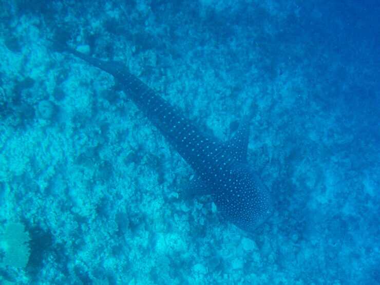 Tubarão Baleia na ilha Dhigurah Maldivas
