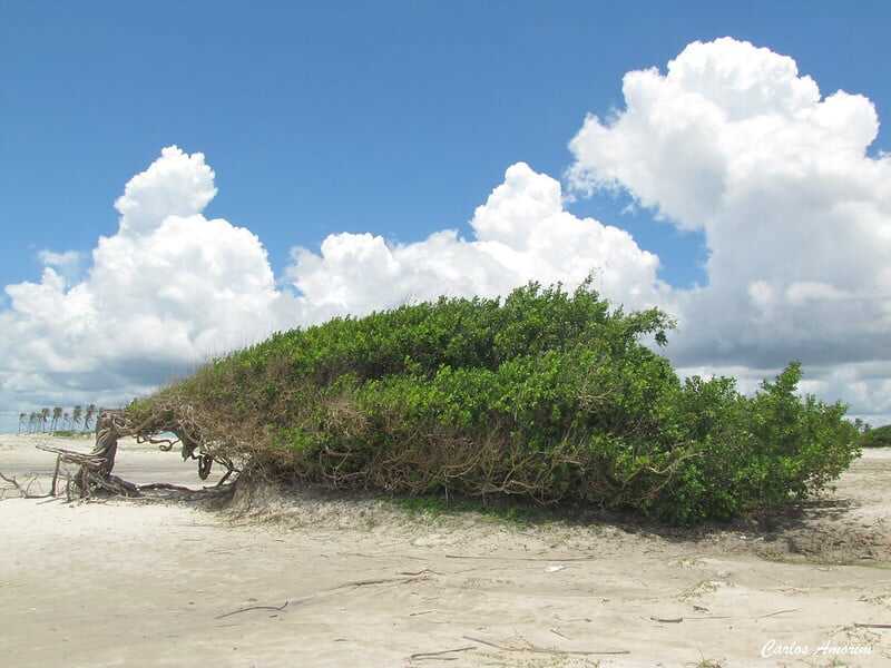 Sloth Tree Jericoacoara