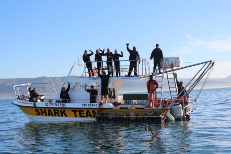 mergulho com tubarão branco em cape town