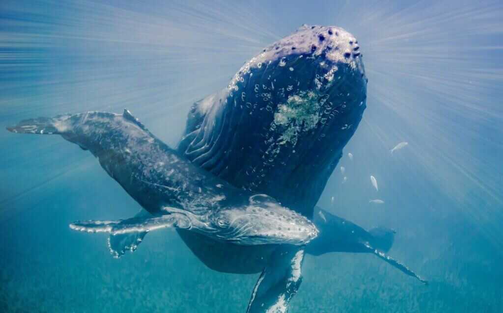 Humpback whales in Hawaii - warm winter vacation destination in us